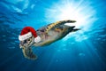 Hawksbill sea turtle with santa hat Royalty Free Stock Photo