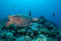 Hawksbill Sea Turtle and Scuba Diver in Palau Royalty Free Stock Photo