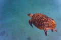 Hawksbill Sea Turtle in Barbados