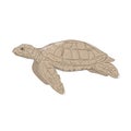 Hawksbill Sea Turtle Side Drawing
