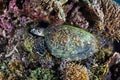 Hawksbill Sea Turtle Sleeping Underwater Royalty Free Stock Photo