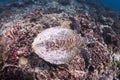 Hawksbill sea turtle at Surin national park