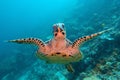 Hawksbill sea turtle swiming in the blue water Royalty Free Stock Photo