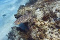 Hawksbill Sea Turtle Royalty Free Stock Photo
