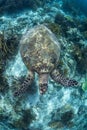 Hawksbill Sea Turtle Swimming Over Reef in Indonesia Royalty Free Stock Photo