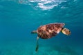 Hawksbill sea turtle