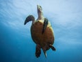 Hawksbill sea turtle swimming underwater from beneath. Royalty Free Stock Photo