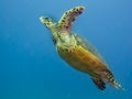 Hawksbill sea turtle swimming underwater. Royalty Free Stock Photo