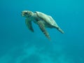 Hawksbill Sea turtle Royalty Free Stock Photo