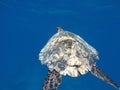 Hawksbill Sea turtle Royalty Free Stock Photo