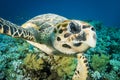 Hawksbill sea turtle swims in the clear blue ocean Royalty Free Stock Photo