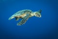 Hawksbill sea turtle swims in the clear blue ocean