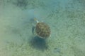 Hawksbill Sea Turtle swims over sandy seabed bottom, instead of a natural diet. Species Eretmochelys imbricata is critically endan