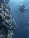 Hawksbill Sea Turtle Resting on Coral Reef Wall Underwater Royalty Free Stock Photo