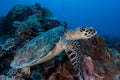 Hawksbill Sea Turtle Underwater Royalty Free Stock Photo