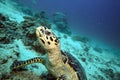 Hawksbill sea turtle underwater