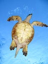 Hawksbill Turtle Royalty Free Stock Photo