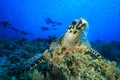 Hawksbill Turtle Royalty Free Stock Photo