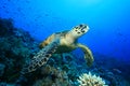 Hawksbill Turtle Royalty Free Stock Photo