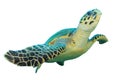 Hawksbill Turtle