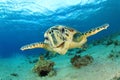 Hawksbill Turtle