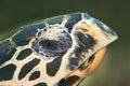 Hawksbill turtle