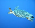 Hawksbill turtle Royalty Free Stock Photo