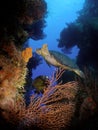 A Hawksbill Turtle and Angelfish on the wall of Santa Rosa in Cozumel Royalty Free Stock Photo