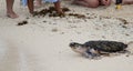 Hawksbill turtle baby on beach