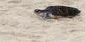 Hawksbill turtle baby on beach