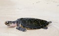 Hawksbill turtle baby on beach