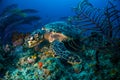 Hawksbill turtle Bahamas Royalty Free Stock Photo