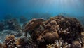 Hawksbill Turtle on a coral reef Royalty Free Stock Photo