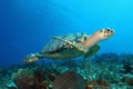 Hawksbill Turtle - Cozumel