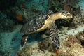 Hawksbill Turtle - Cozumel Royalty Free Stock Photo