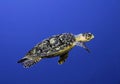 Hawksbill Turtle - Cozumel, Mexico Royalty Free Stock Photo