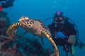 Hawksbill turtle and diver Royalty Free Stock Photo