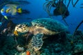 Hawksbill turtle Bahamas Royalty Free Stock Photo