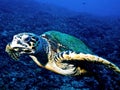 Hawksbill turtle (Eretmochelys imbricata) Royalty Free Stock Photo