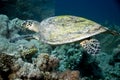 Hawksbill turtle (Eretmochelys imbricata) Royalty Free Stock Photo