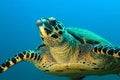 Hawksbill Turtle