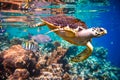 Hawksbill Turtle - Eretmochelys imbricata Royalty Free Stock Photo