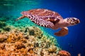 Hawksbill Turtle - Eretmochelys imbricata