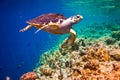 Hawksbill Turtle - Eretmochelys imbricata Royalty Free Stock Photo