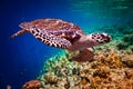 Hawksbill Turtle - Eretmochelys imbricata Royalty Free Stock Photo