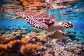 Hawksbill Turtle - Eretmochelys imbricata