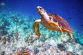 Hawksbill Turtle - Eretmochelys imbricata Royalty Free Stock Photo