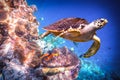 Hawksbill Turtle - Eretmochelys imbricata Royalty Free Stock Photo