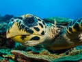 Hawksbill Turtle - Eretmochelys imbricata Royalty Free Stock Photo