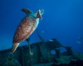 Marine life on the reefs of the Dutch Caribbean island of Sint Maarten Royalty Free Stock Photo